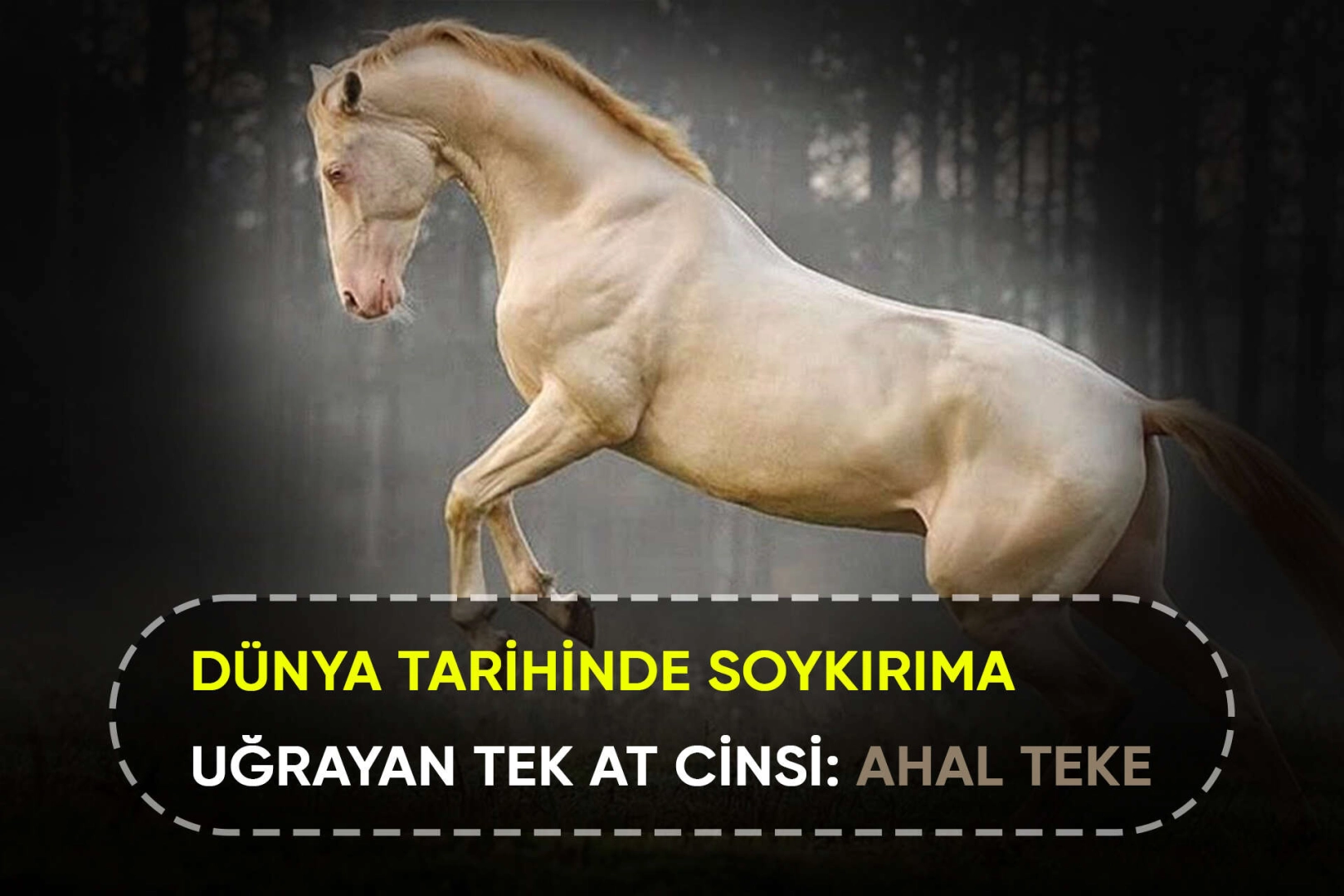 Dünya tarihinde soykırıma uğrayan tek at cinsi: Ahal Teke