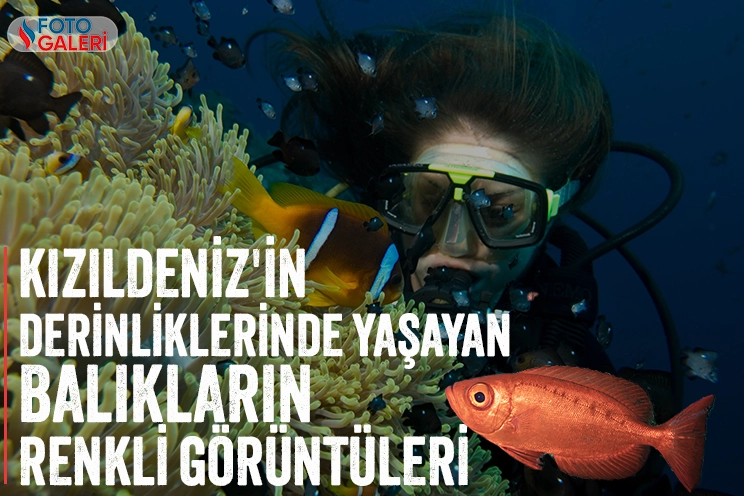 Kızıldeniz'in derinliklerinde yaşayan balıkların renkli görüntüleri