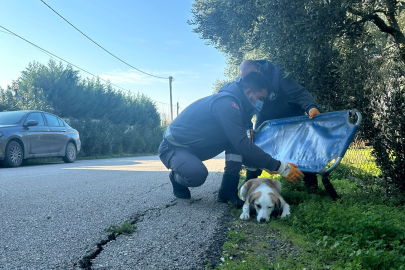 Boynunu jiletli telin kestiği köpek tedavi edildi