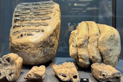 14 yıl önce bulunan mamut fosilleri sergilenmeye başlandı