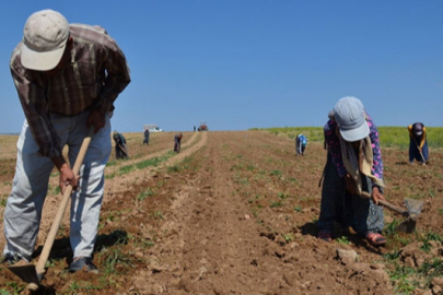 Resmi Gazete'de yayımlandı: Mevsimlik tarım işçilerinin koşulları iyileştiriliyor