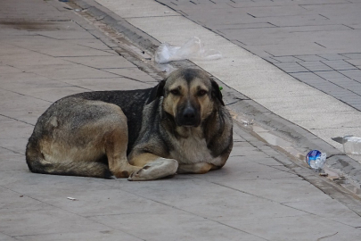 Sokak köpeklerini site dışına çıkaran 2 kişiye verilen ceza iptal edildi