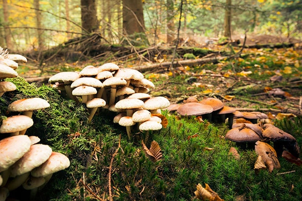 Uzmanı uyardı: Mantar zehirlenmelerine dikkat - Herkes Duysun