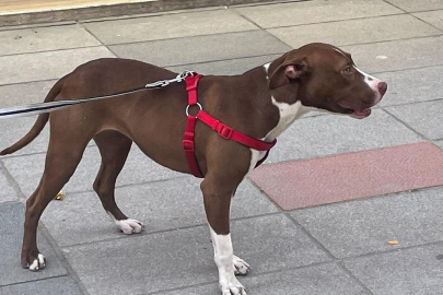 Bir kediye ve çevredekilere saldıran pitbull belediye ekiplerine teslim edildi