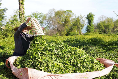 Rize'nin çay ihracatı 5 milyon doları aştı