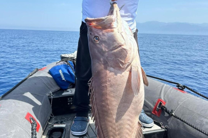 Amatör balıkçının şansı yaver gitti: Oltasına 40 kiloluk balık takıldı