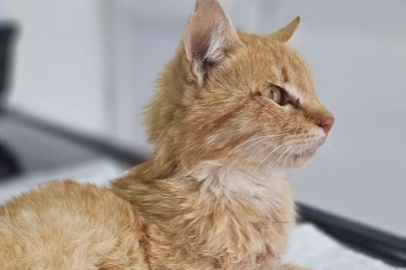 Kayseri'de jandarma tarafından bulunmuştu: Ayakları kesilmiş kedi kurtarılamadı