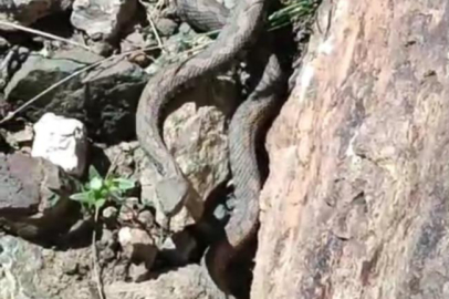 Van'ın Erek Dağı'nda Türkiye'nin en zehirli yılanı görüldü