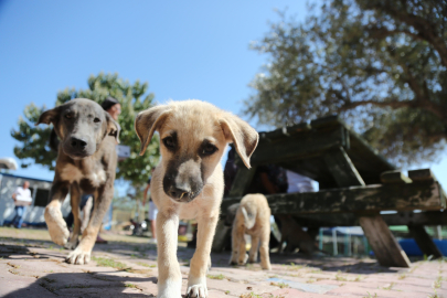 Başıboş sokak köpeklerine ilişkin düzenlemede sona doğru!