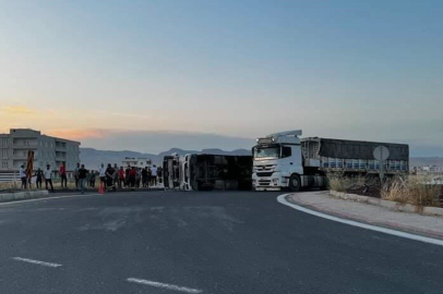 Mardin'de virajı alamayan buğday yüklü kamyon devrildi