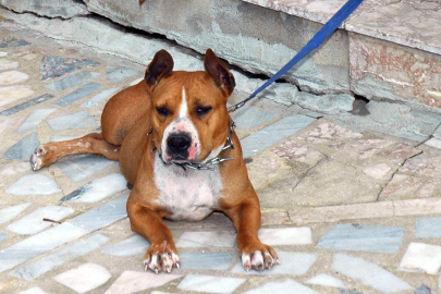 Pitbull cinsi köpeğinin sokak kedisini öldürmesine izin veren şahıs tutuklandı