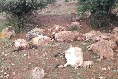 Erzincan'da koyun sürüsüne yıldırım isabet etti