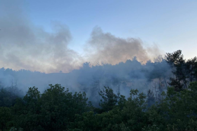 Sakarya'da çıkan orman yangını 5 hektarlık alana zarar verdi