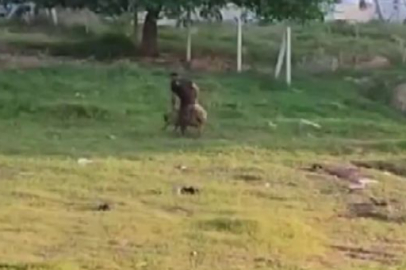 Adana'da akılalmaz görüntüler! Sahibinden şiddet gören koyun öldü