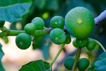 Manisa'da yediveren incirinde hasat zamanı