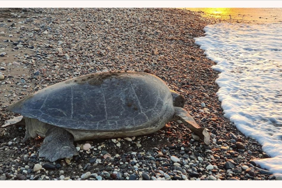 Deniz kaplumbağaları Mersin sahillerine yumurta bırakmaya başladı