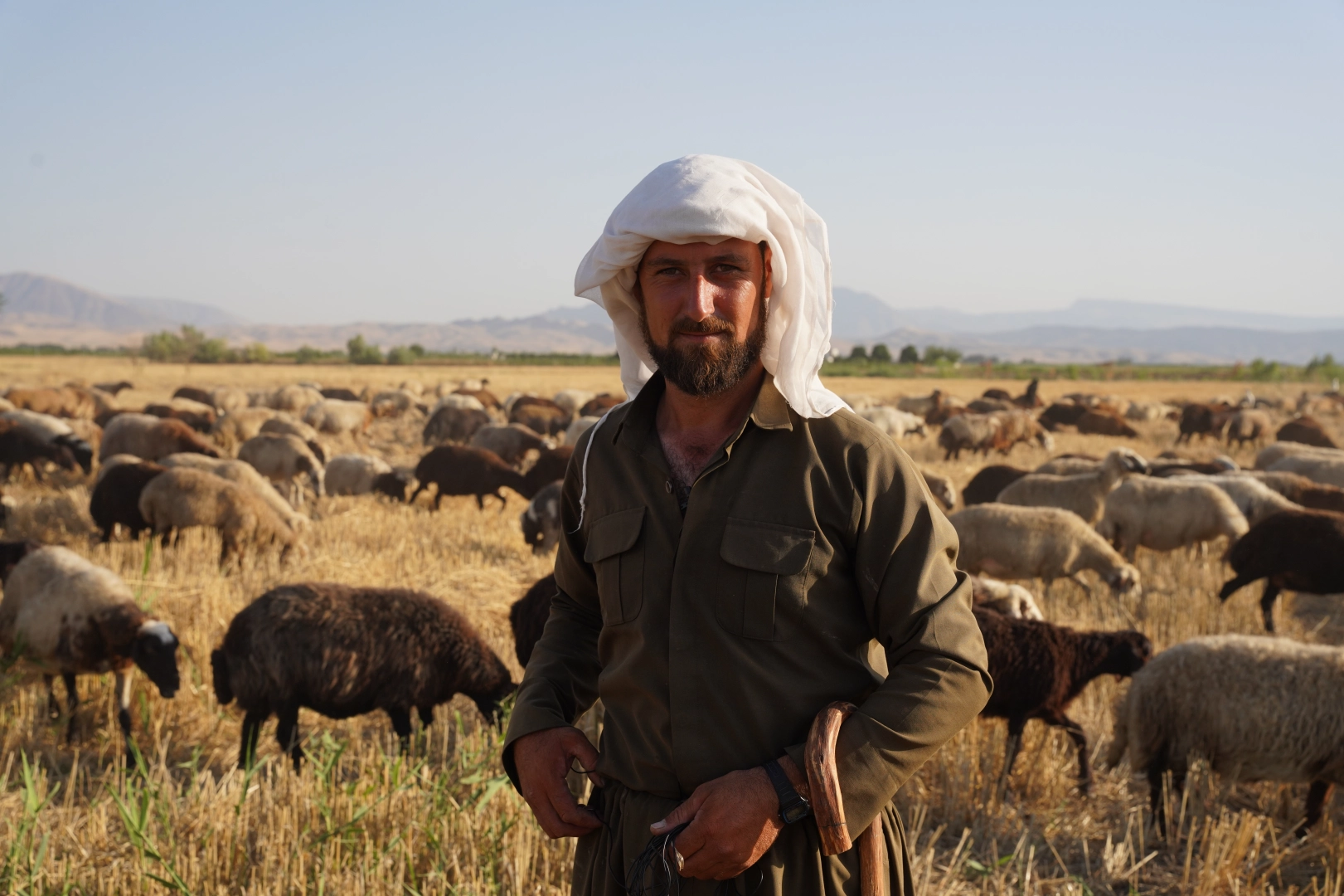 Irak'ta artan sıcaklar çobanları ve hayvanları zor durumda bırakıyor