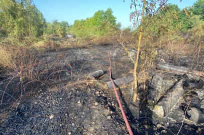 Kocaeli'de ağaçlık alan yandı