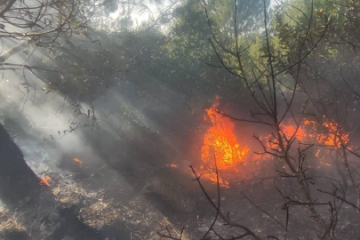 Samsun'da ormanlık alanda yangın çıktı
