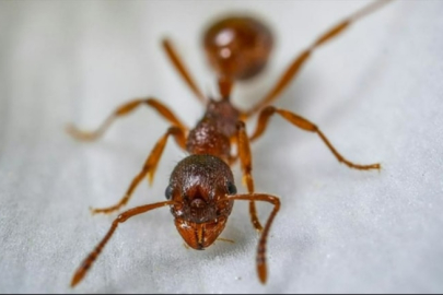 Karıncaların inanılmaz tedavi yöntemi