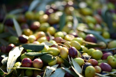 Balıkesir’de kadın çiftçilere zeytin üretim eğitimi verildi