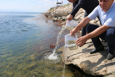 Beyşehir’in göletlerine yavru sazan takviyesi