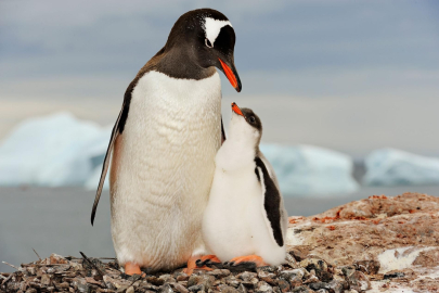 İstanbul Akvaryum'da 4 gentoo türü penguen dünyaya geldi