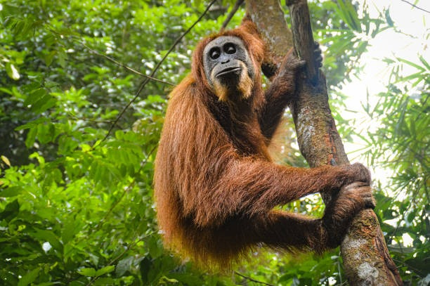 5. Sumatra Orangutanı