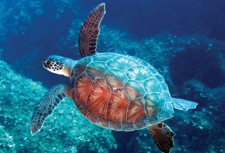 9. Caretta Caretta