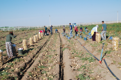 Niğde’de yazlık patates ekimi yüzde 200 oranında arttı