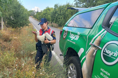 Yaralı halde bulunan leylek koruma altına alındı