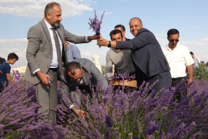 Rengarenk tıbbi bitkilerin hasadı yapıldı