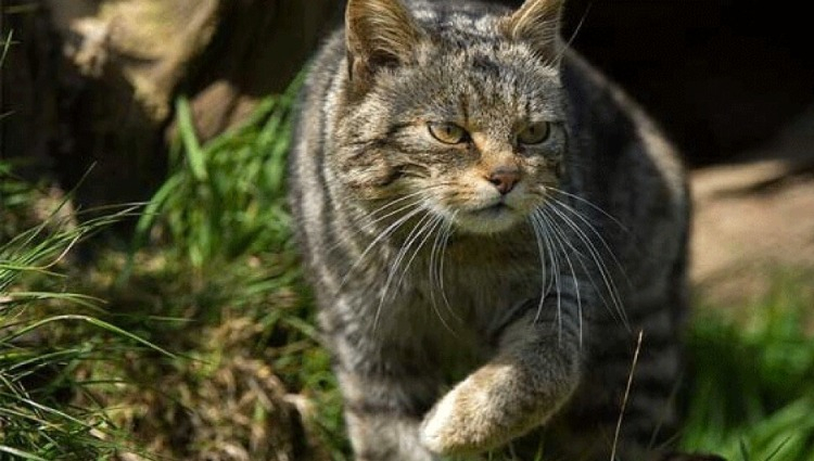 KEDİLERİN TARIMLA OLAN BAĞLANTISI