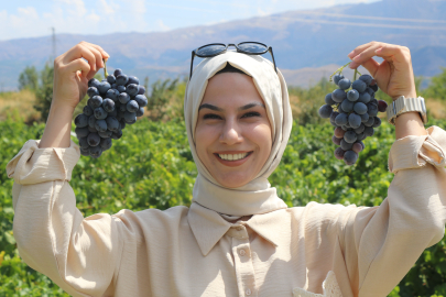 Erzincan’ın Cimin üzümü, İtalya’nın meşhur üzümüne rakip oldu