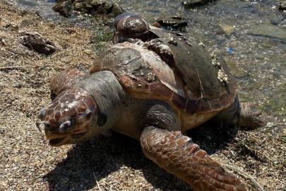 Denizde ölü caretta caretta bulundu