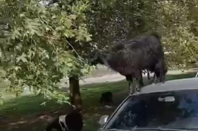 Bursa'da keçilerin otomobilin üzerine çıkarak otladığı anlar kaydedildi