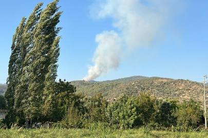 Muğla'da orman yangını!