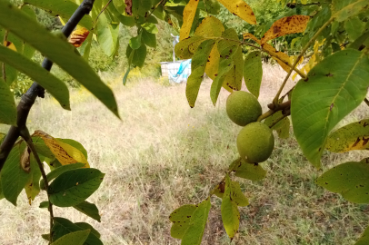 Cevizlerin hasat zamanı yaklaşıyor