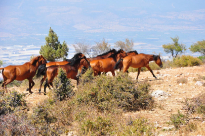 Manisa'da yılkı atları görüntülendi