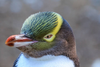 Yeni Zelanda'da "Yılın Kuşu" yarışmasının kazananın penguen oldu