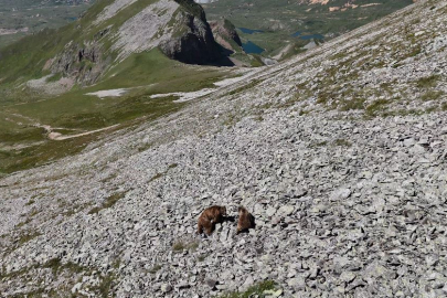 Anne ve yavru boz ayı turistlerin kamerasına takıldı