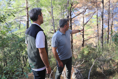 Muğla’da yangın sonrası ağaçlandırma çalışmaları sürüyor