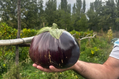 2 kilo 200 gramlık patlıcan görenleri oldukça şaşırttı