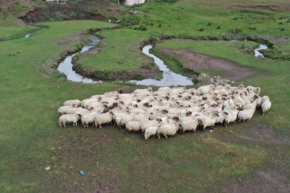 Ordu'daki Perşembe Yaylası yeşil rengiyle ziyaretçileri büyülüyor