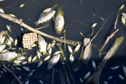 Gediz Nehri'ndeki balık ölümleriyle ilgili inceleme başlatıldı