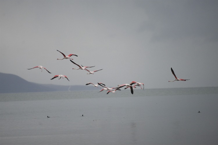 Göç yolundaki flamingolar İznik Gölü’nde konakladı