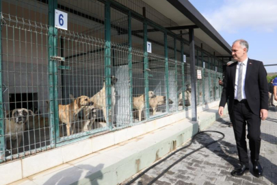 İnegöl'de sokak hayvanları için yeni adım