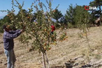 Alıçta hasat başladı