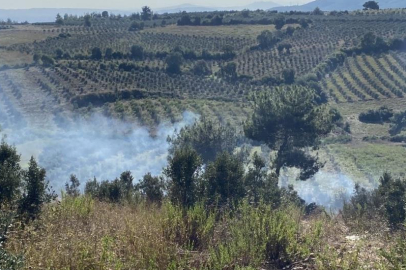 Osmaniye'de çıkan yangın zeytin ağaçlarına sıçradı