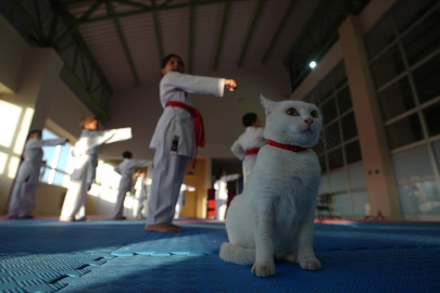 Sevimli kedi "Karate Cat" antrenmanların neşe kaynağı oldu